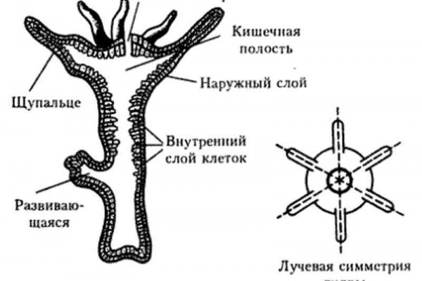 Кракен новое зеркало