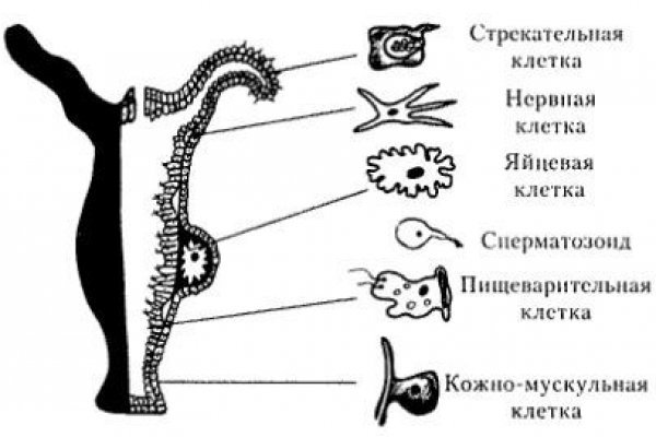 Kraken onion сайта