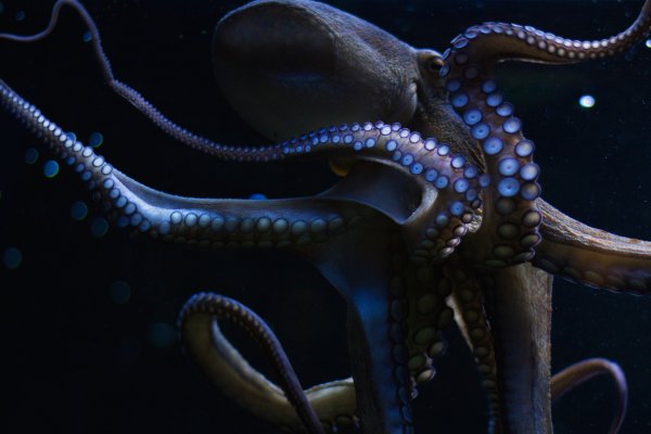 Кракен магазин krakens13 at