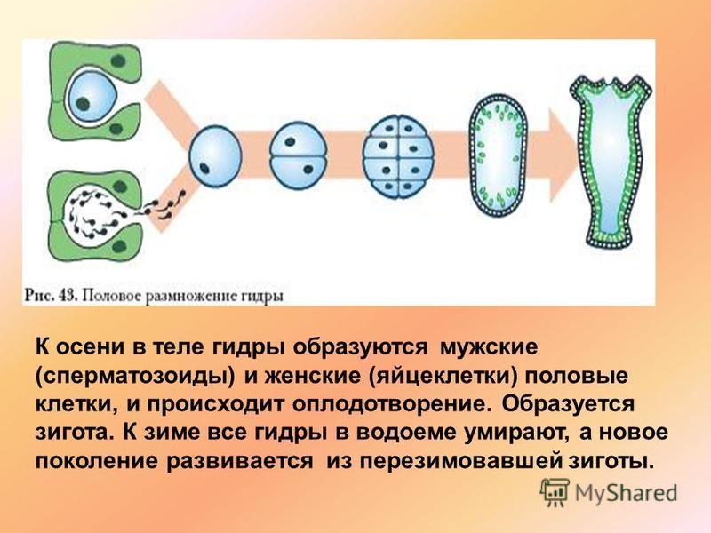 Зайти кракен через тор