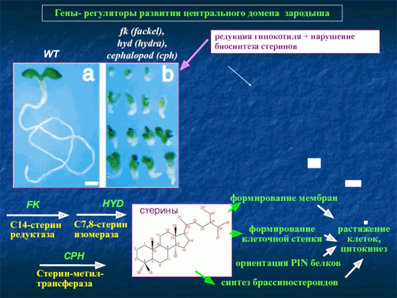 Kraken 19 at сайт